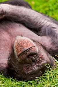 Preview wallpaper monkey, sleeping, lying, grass