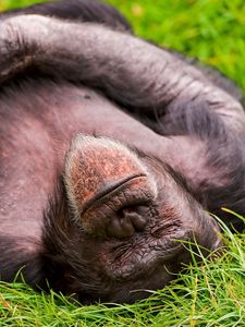 Preview wallpaper monkey, sleeping, lying, grass