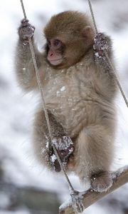 Preview wallpaper monkey, swing, little