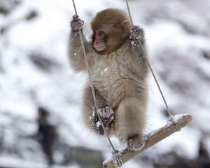 Preview wallpaper monkey, swing, little