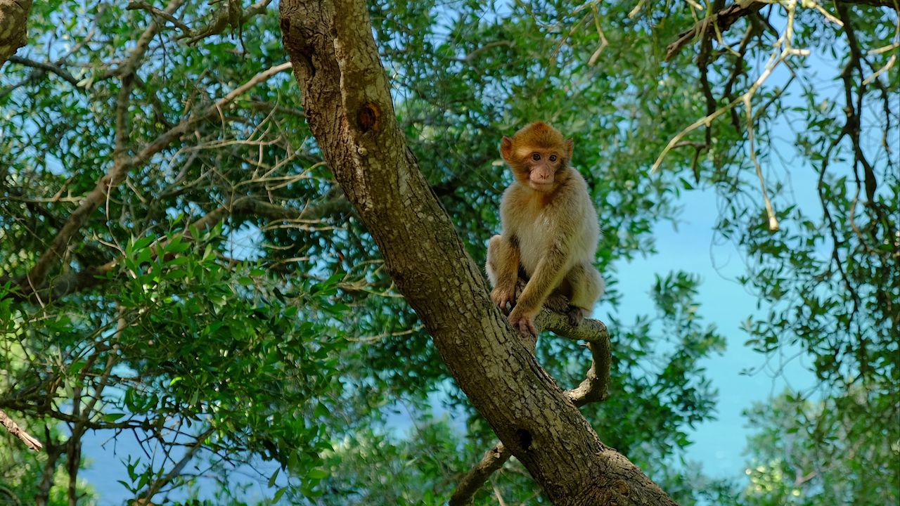 Wallpaper monkey, tree, twigs, tropics