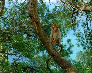 Preview wallpaper monkey, tree, twigs, tropics