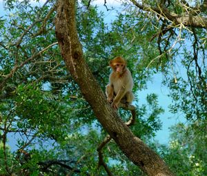 Preview wallpaper monkey, tree, twigs, tropics