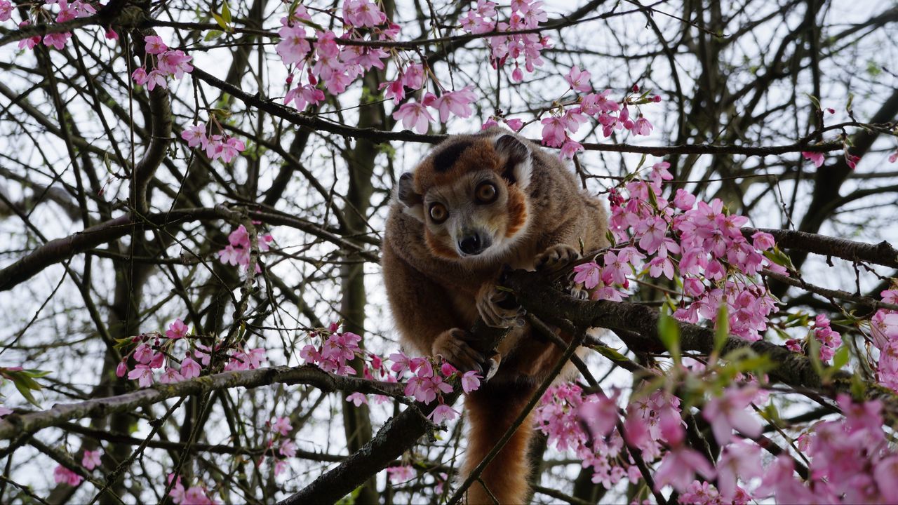 Wallpaper monkey, tree, zoo