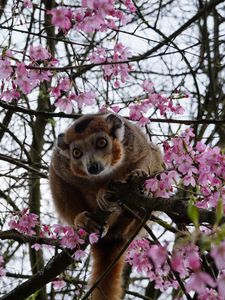 Preview wallpaper monkey, tree, zoo