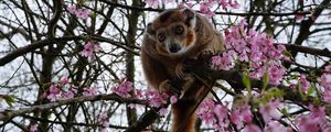 Preview wallpaper monkey, tree, zoo