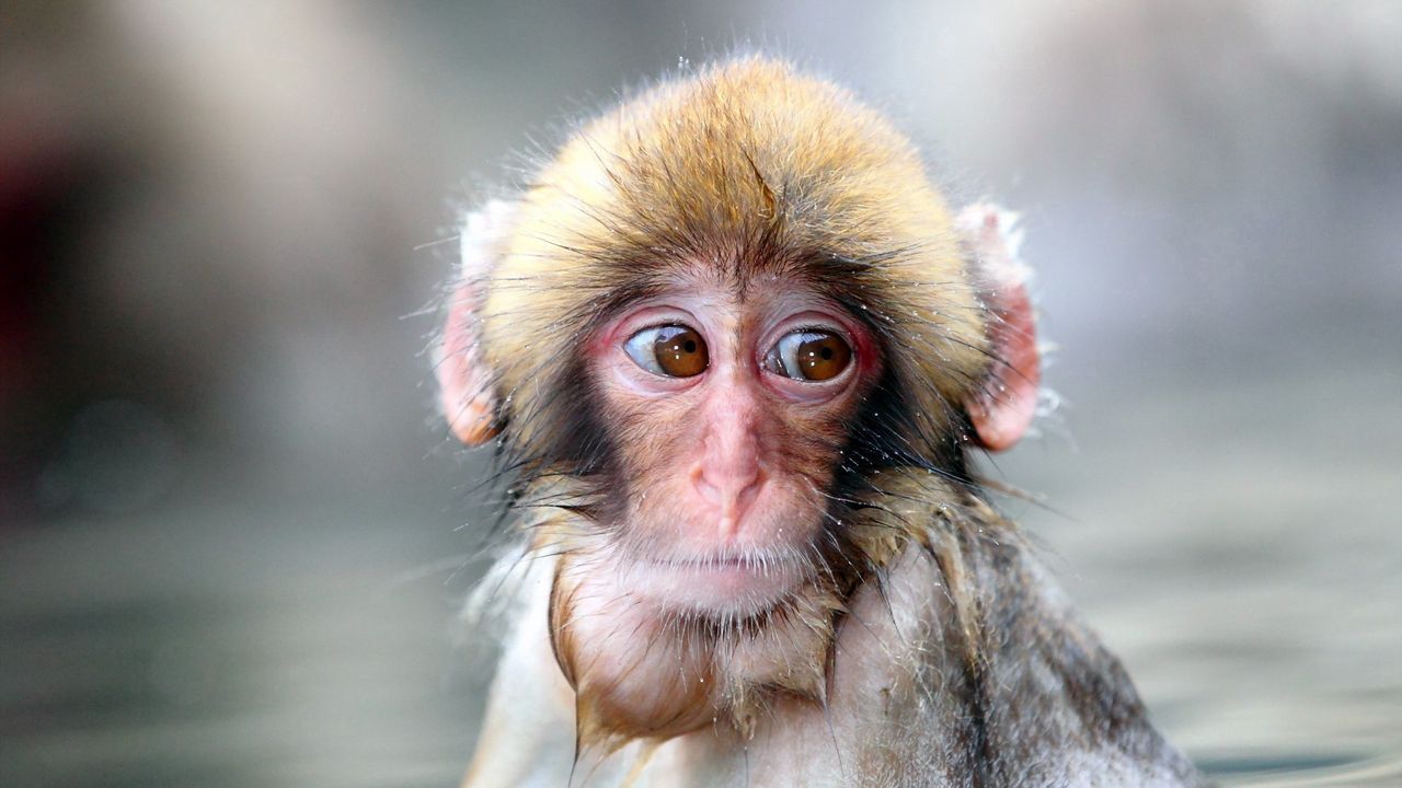 Wallpaper monkey, wet, face, sad, sight