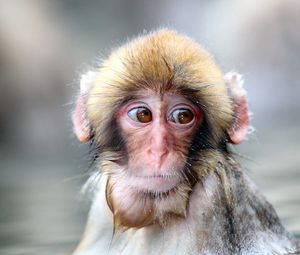 Preview wallpaper monkey, wet, face, sad, sight