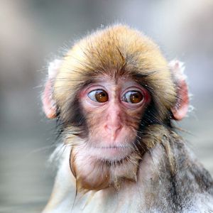 Preview wallpaper monkey, wet, face, sad, sight