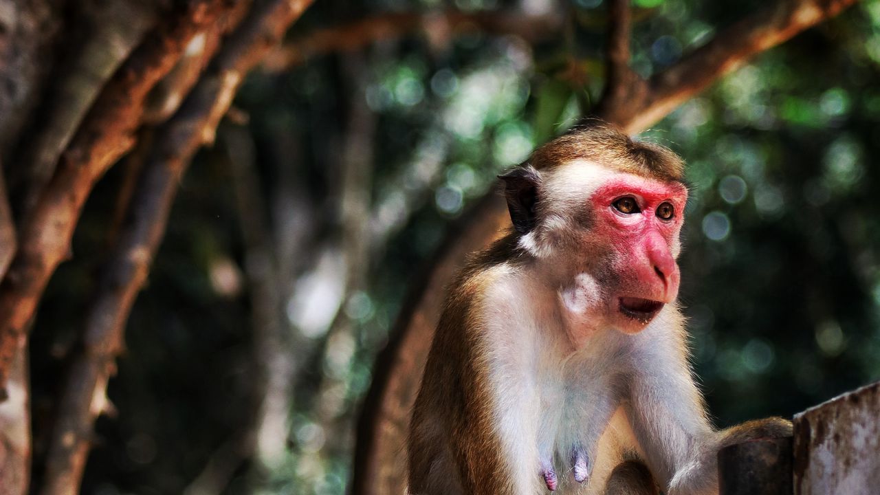 Wallpaper monkey, wildlife, animal