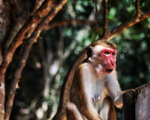 Preview wallpaper monkey, wildlife, animal