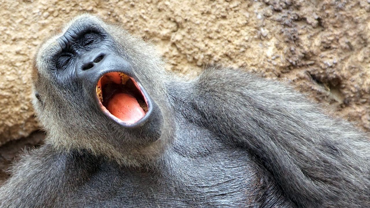 Wallpaper monkey, yawn, sleep, nap