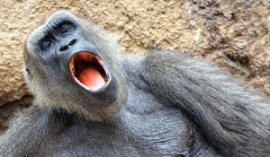 Preview wallpaper monkey, yawn, sleep, nap