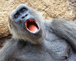 Preview wallpaper monkey, yawn, sleep, nap