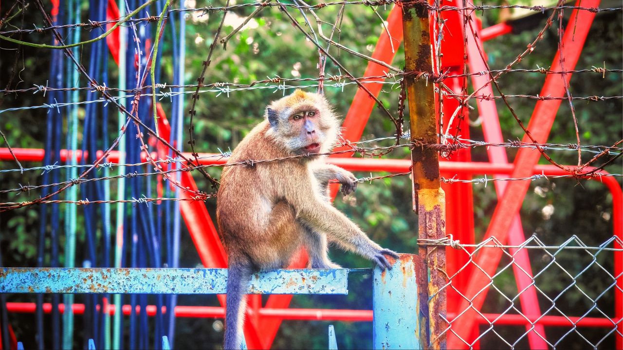 Wallpaper monkey, zoo, barbed wire