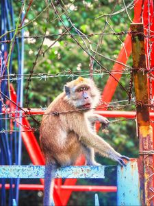 Preview wallpaper monkey, zoo, barbed wire