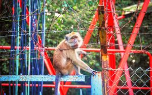 Preview wallpaper monkey, zoo, barbed wire