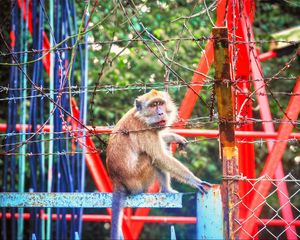 Preview wallpaper monkey, zoo, barbed wire