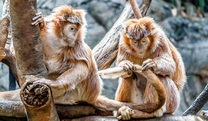 Preview wallpaper monkeys, couple, care