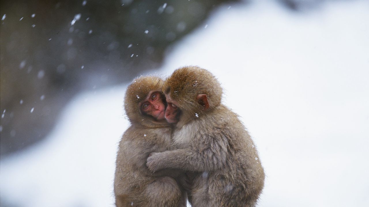 Wallpaper monkeys, couple, embrace, snow, caring