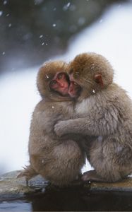 Preview wallpaper monkeys, couple, embrace, snow, caring