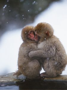 Preview wallpaper monkeys, couple, embrace, snow, caring