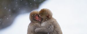 Preview wallpaper monkeys, couple, embrace, snow, caring