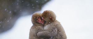 Preview wallpaper monkeys, couple, embrace, snow, caring