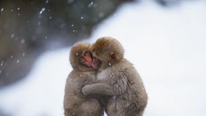 Preview wallpaper monkeys, couple, embrace, snow, caring