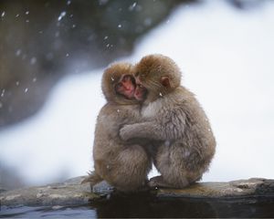 Preview wallpaper monkeys, couple, embrace, snow, caring