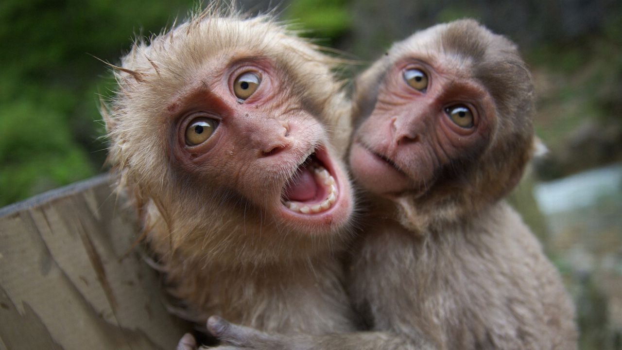 Wallpaper monkeys, couple, playful, cry