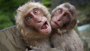 Preview wallpaper monkeys, couple, playful, cry