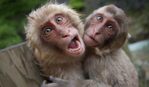 Preview wallpaper monkeys, couple, playful, cry