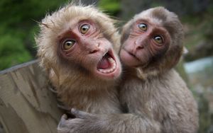 Preview wallpaper monkeys, couple, playful, cry