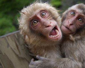 Preview wallpaper monkeys, couple, playful, cry