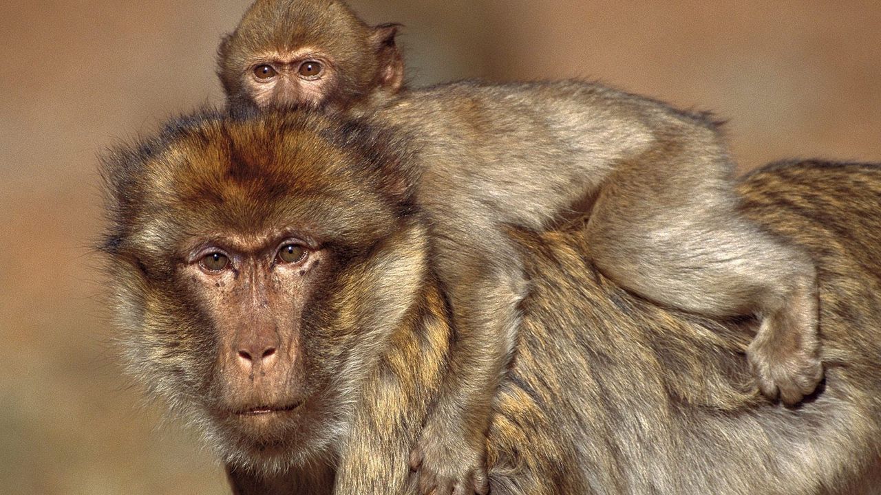 Wallpaper monkeys, cub, baby, family, caring