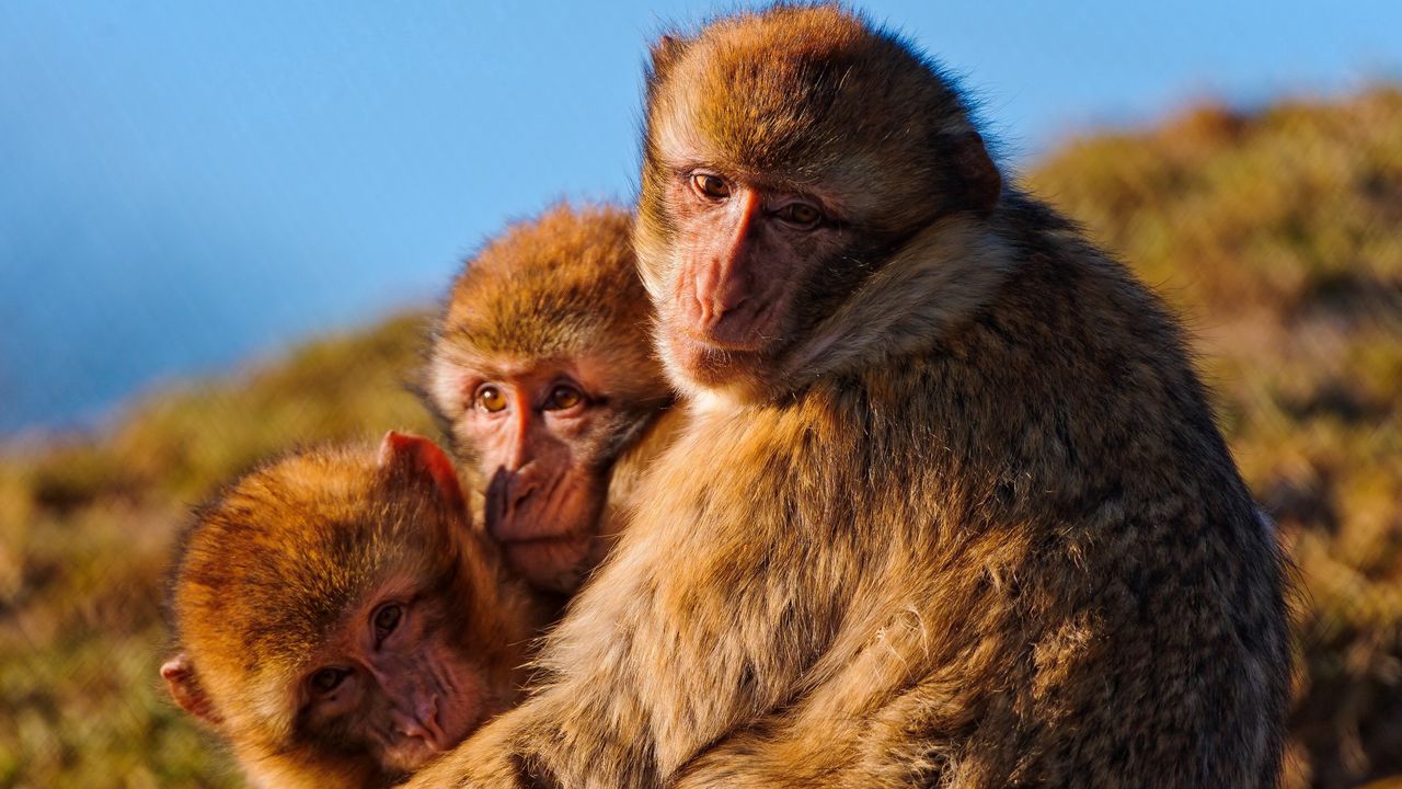 Wallpaper monkeys, family, marmosets, hugging, self-preservation, instincts