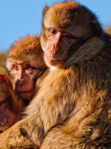 Preview wallpaper monkeys, family, marmosets, hugging, self-preservation, instincts