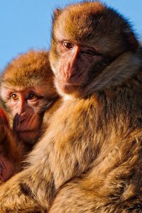 Preview wallpaper monkeys, family, marmosets, hugging, self-preservation, instincts