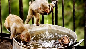 Preview wallpaper monkeys, swim, water, drink, thirst