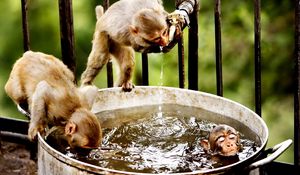 Preview wallpaper monkeys, swim, water, drink, thirst