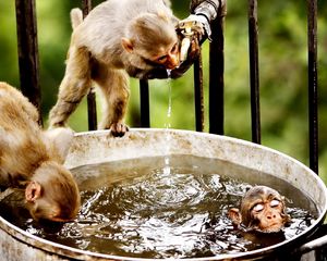 Preview wallpaper monkeys, swim, water, drink, thirst
