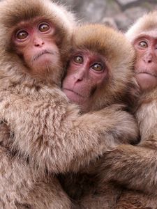 Preview wallpaper monkeys, warm, kids