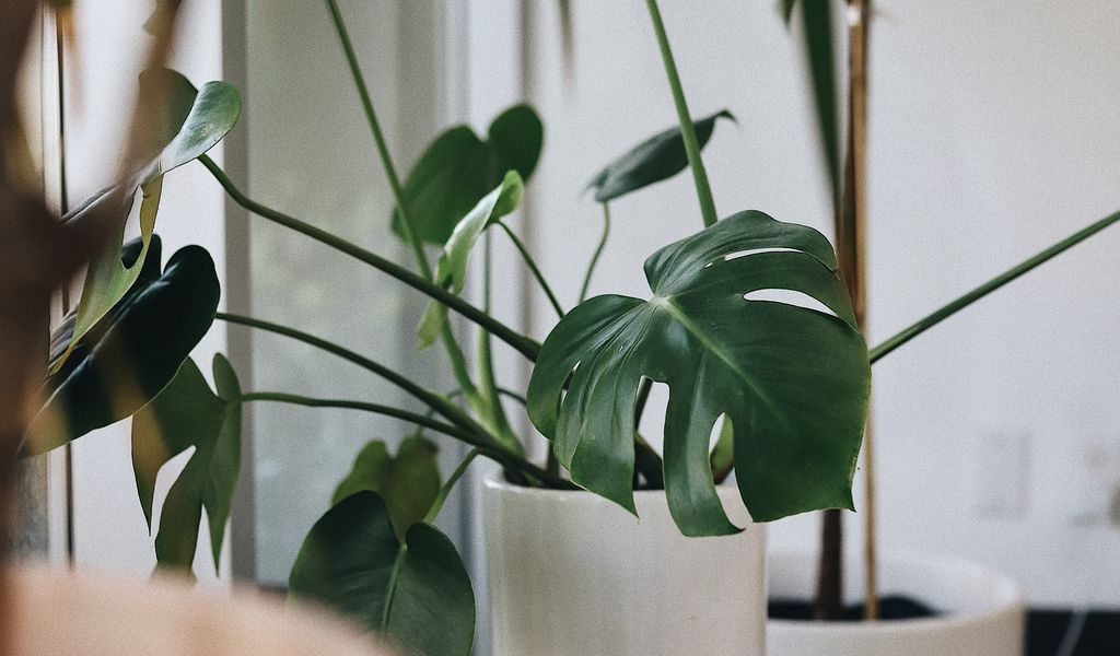 1024x600 Wallpaper monstera, houseplant, plant, flowerpot