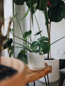 Preview wallpaper monstera, houseplant, plant, flowerpot