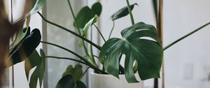 Preview wallpaper monstera, houseplant, plant, flowerpot