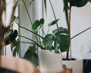 Preview wallpaper monstera, houseplant, plant, flowerpot