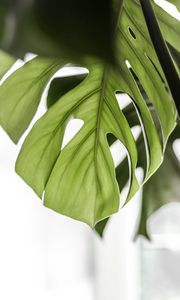 Preview wallpaper monstera, leaf, green, plant