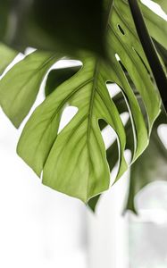 Preview wallpaper monstera, leaf, green, plant