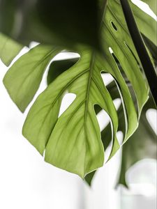 Preview wallpaper monstera, leaf, green, plant